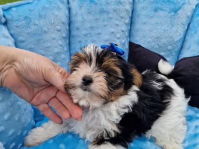 Last Tiny Biewer Yorkshire Terrier Boy