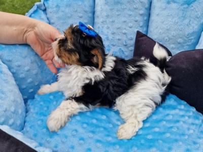 Last Tiny Biewer Yorkshire Terrier Boy