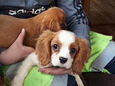 Beautiful pups for sale