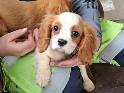Beautiful pups for sale