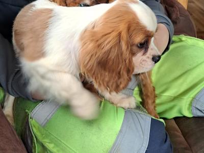 Beautiful pups for sale