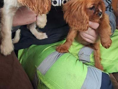 Beautiful pups for sale