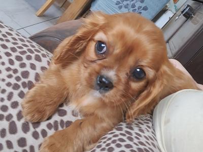 Beautiful pups for sale