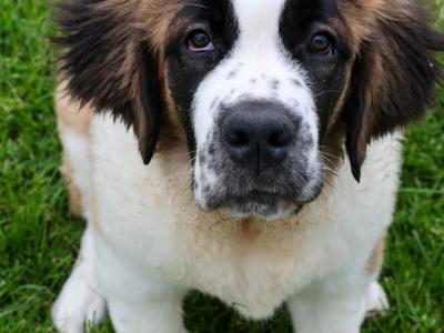 LAST ONE IKC Registered Long Hair St. Bernard