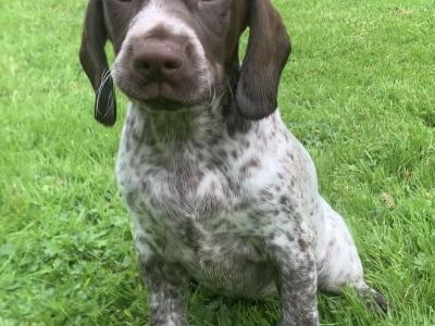 German Shorthaired Pointer x Springer Spaniel puppies in Donegal - 2 females left