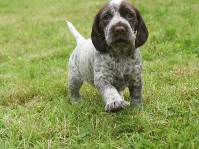 German Shorthaired Pointer x Springer Spaniel puppies in Donegal - 2 females left