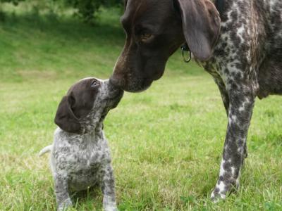 German Shorthaired Pointer x Springer Spaniel puppies in Donegal - 2 females left