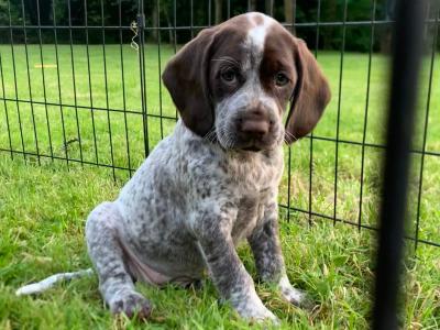 German Shorthaired Pointer x Springer Spaniel puppies in Donegal - 2 females left