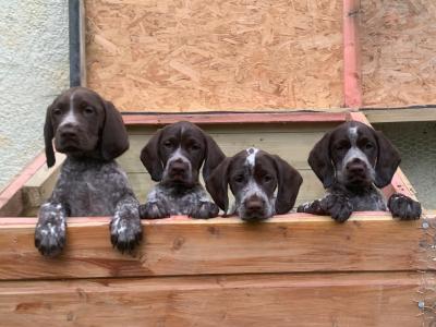 German Shorthaired Pointer x Springer Spaniel puppies in Donegal - 2 females left