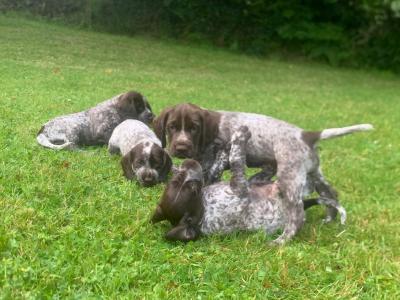 German Shorthaired Pointer x Springer Spaniel puppies in Donegal - 2 females left