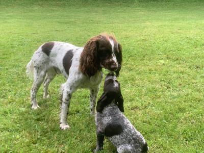 German Shorthaired Pointer x Springer Spaniel puppies in Donegal - 2 females left