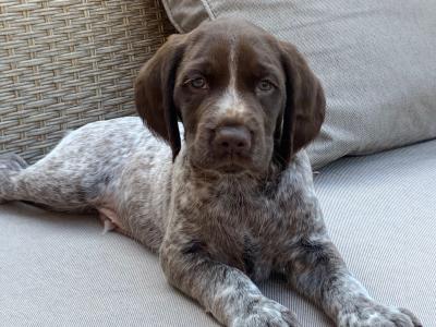 German Shorthaired Pointer x Springer Spaniel puppies in Donegal - 2 females left