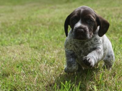 German Shorthaired Pointer x Springer Spaniel puppies in Donegal - 2 females left