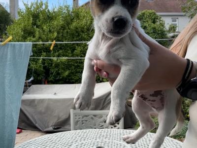 5 Jack Russells in Kilkenny