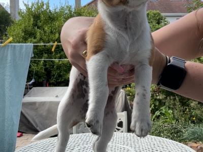 5 Jack Russells in Kilkenny