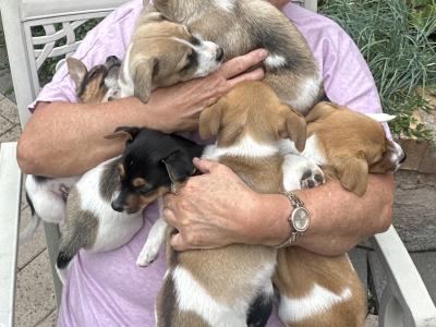5 Jack Russells in Kilkenny