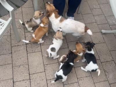 5 Jack Russells in Kilkenny