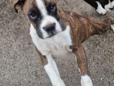 (Need gone open to offers)Three lovely IKC Registered female Boxer puppies in Cork