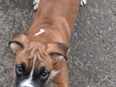 (Need gone open to offers)Three lovely IKC Registered female Boxer puppies in Cork