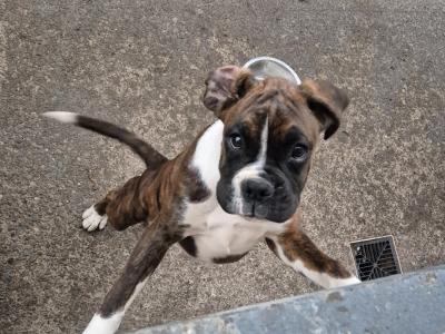 (Need gone open to offers)Three lovely IKC Registered female Boxer puppies in Cork
