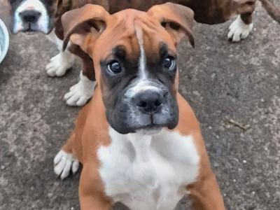 Three lovely IKC Registered female puppies