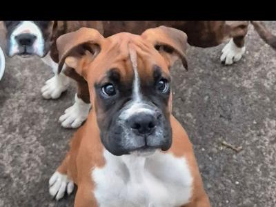 Three lovely IKC Registered female Boxer puppies in Cork