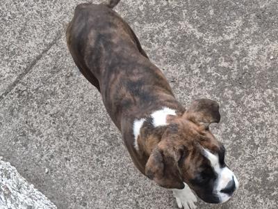 (Need gone open to offers)Three lovely IKC Registered female Boxer puppies in Cork