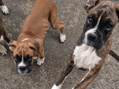 (Need gone open to offers)Three lovely IKC Registered female Boxer puppies in Cork