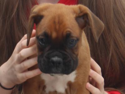 IKC Registered Champion Bloodline Boxer puppies in Longford