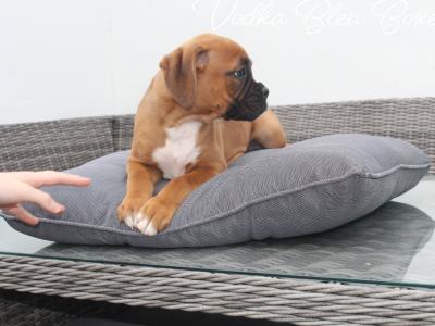 IKC Registered Champion Bloodline Boxer Pups