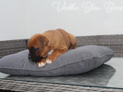 IKC Registered Champion Bloodline Boxer Pups