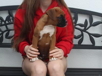 IKC Registered Champion Bloodline Boxer Pups