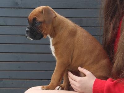 IKC Registered Champion Bloodline Boxer Pups