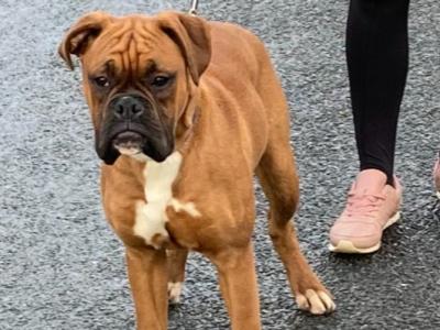 IKC Registered Champion Bloodline Boxer Pups