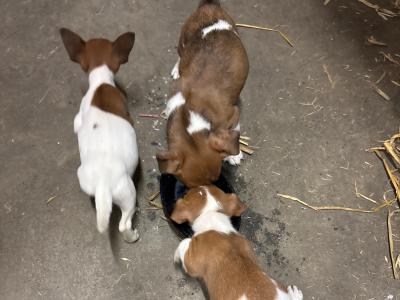 Jack Russell puppies for sale in Laois
