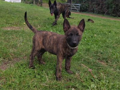 IKC Registered Dutch Shepherds puppies; Champion Pedigree; Purebred; Kennel Club Registered