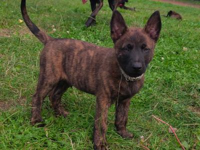 IKC Registered Dutch Shepherds puppies; Champion Pedigree; Purebred; Kennel Club Registered