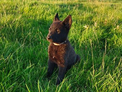 IKC Dutch Shepherds pups; Champion Pedigree; Purebred; Kennel Club Registered