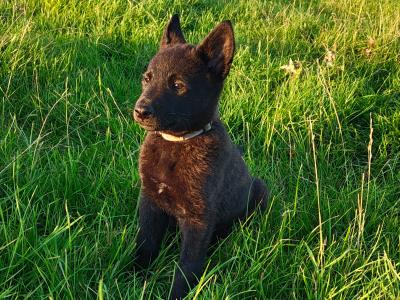 IKC Registered Dutch Shepherds puppies; Champion Pedigree; Purebred; Kennel Club Registered