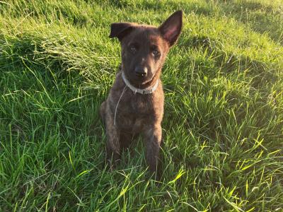 IKC Dutch Shepherds pups; Champion Pedigree; Purebred; Kennel Club Registered