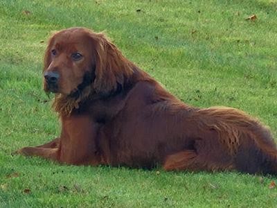 Champion Irish Red Setter puppies in Limerick