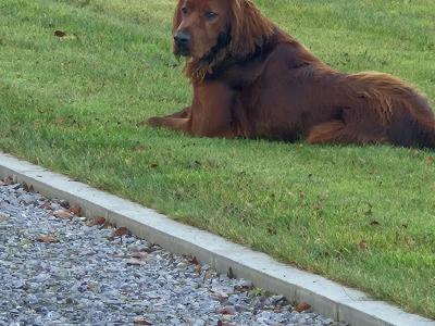 Champion Irish Red Setter pups