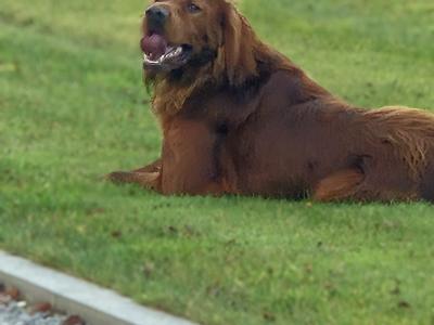 Champion Irish Red Setter pups