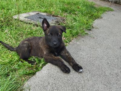 IKC Dutch Shepherds pups; Champion Pedigree; Purebred; Kennel Club Registered