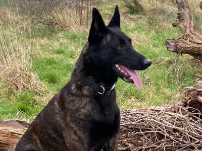IKC Registered Dutch Shepherd puppies; Champion Pedigree; Purebred; Kennel Club Registered