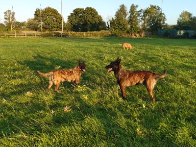 IKC Dutch Shepherds pups; Champion Pedigree; Purebred; Kennel Club Registered