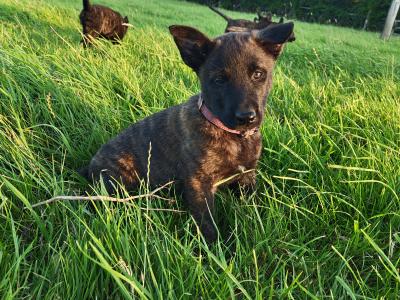 IKC Dutch Shepherds pups; Champion Pedigree; Purebred; Kennel Club Registered
