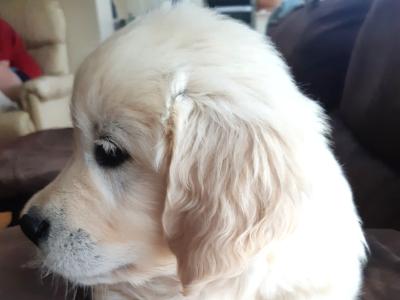 IKC Registered Show Quality Golden Retriever pups