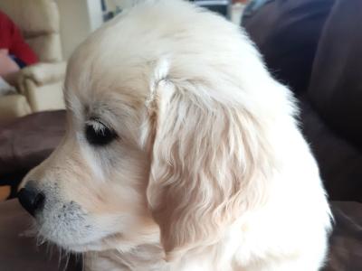 IKC Registered(pending) Show Quality Golden Retriever puppies in Meath