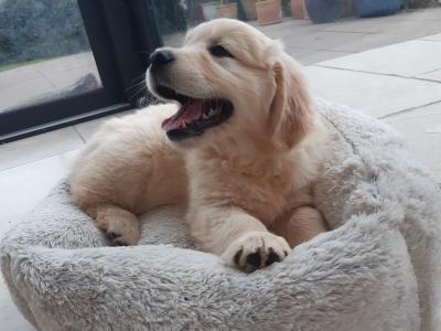 IKC Registered Show Quality Golden Retriever pups